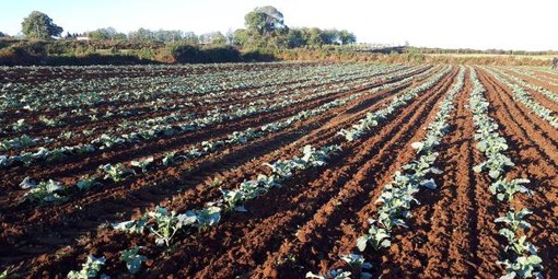Camporosso: l'ordinanza rimane attiva ma fortunatamente l'invasione delle mosche sta calando sul territorio Camporosso: l'ordinanza rimane attiva ma fortunatamente l'invasione delle mosche sta calando sul territorio