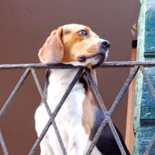 Anche nella nostra provincia con Aidaa il nuovo servizio ‘SOS cane sul balcone’