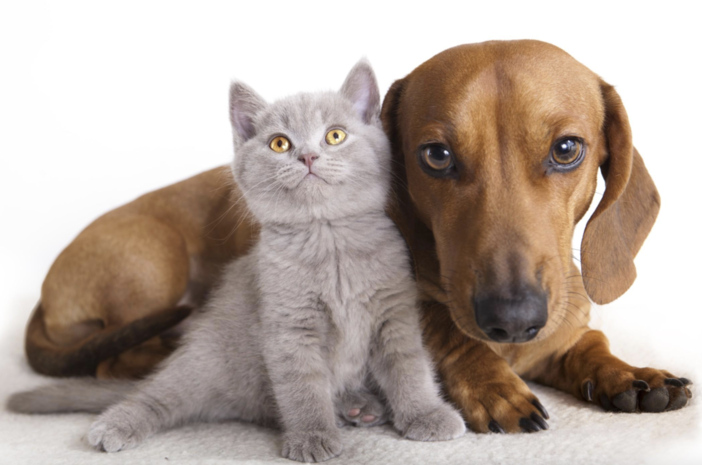 Coronavirus e animali da compagnia: facciamo chiarezza con l'intervento dell'Oipa Coronavirus e animali da compagnia: facciamo chiarezza con l'intervento dell'Oipa