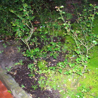 Bordighera: stato di degrado ai giardini del Palazzo del Parco, la segnalazione di una lettrice