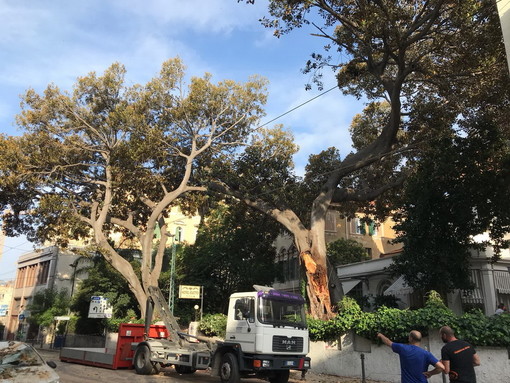 Sanremo: ancora chiusa via Roma dopo la caduta dell'albero di ieri, in mattinata sopralluogo di agronomi e Municipale (Foto e Video) Sanremo: ancora chiusa via Roma dopo la caduta dell'albero di ieri, in mattinata sopralluogo di agronomi e Municipale (Foto e Video)