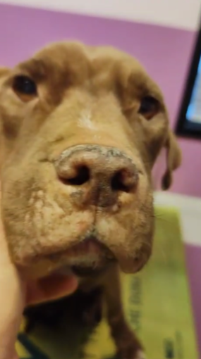 Bordighera, pitbull malnutrito soccorso da Ambulanze Veterinarie Odv (Foto) Bordighera, pitbull malnutrito soccorso da Ambulanze Veterinarie Odv (Foto)