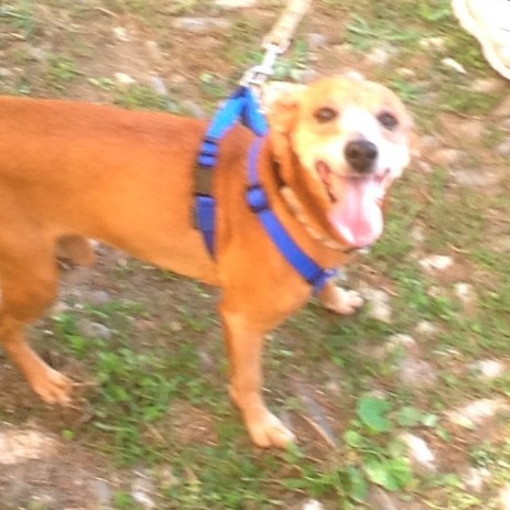 Castellaro: smarrito un cane di taglia media tipo Picher di 11 anni con collarino beige