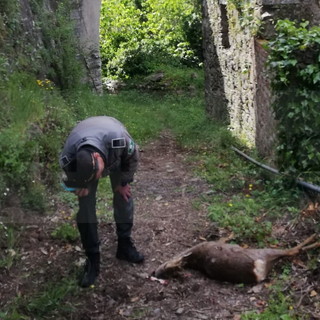 Pigna: capriolo trovato morto sotto il ponte del Rio Carne, ma è difficile la sua rimozione (Foto)