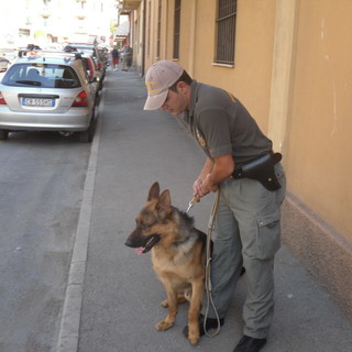Ventimiglia: turista spagnolo in possesso di “speed”, arrestato grazie al cane finanziere Pacros