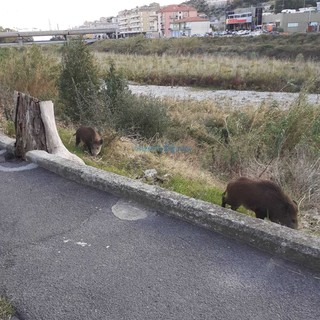Cinghiali: Coldiretti “Urgente una soluzione per tutelare i contadini e regolarizzare la filiera delle carni”