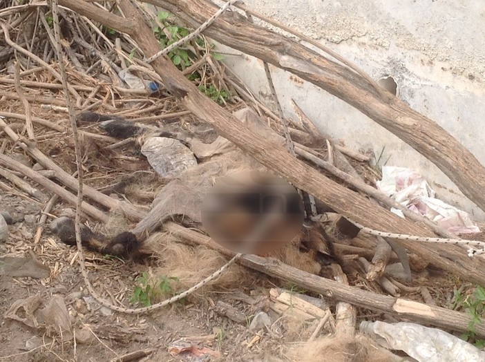 Ventimiglia: una capretta in stato di decomposizione sul greto del Roya, spettacolo indecoroso (Foto)