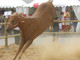 Sanremo: scalciata da un cavallo al campo ippico Solaro, frattura al braccio per una giovane 25enne Sanremo: scalciata da un cavallo al campo ippico Solaro, frattura al braccio per una giovane 25enne
