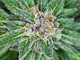Coltiva cannabis indica in casa a Bajardo, i Carabinieri gli trovano in casa quattro piante di oltre un metro