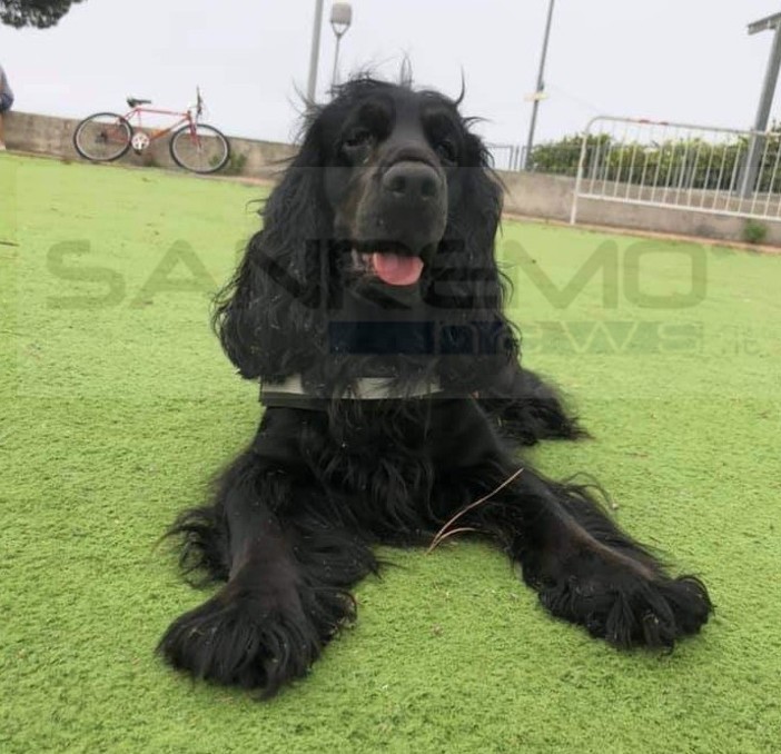 Sanremo: cade con lo scooter e le sfugge la cagnolina 'Fiamma', l'appello della proprietaria (Foto) Sanremo: cade con lo scooter e le sfugge la cagnolina 'Fiamma', l'appello della proprietaria (Foto)