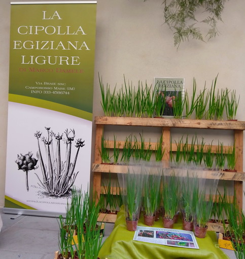 Sanremo: domenica Marco Damele spiegherà a 'La Forza della Natura' come coltivare la cipolla egiziana in casa