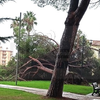 Vallecrosia: grosso pino cade ai giardini di San Rocco e finisce su un'area privata (Foto e Video) Vallecrosia: grosso pino cade ai giardini di San Rocco e finisce su un'area privata (Foto e Video)