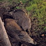 Camporosso, cinghiali aggrediscono due cani nel cortile di una casa Camporosso, cinghiali aggrediscono due cani nel cortile di una casa