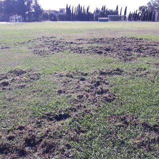 Camporosso: cinghiali devastano lo 'Zaccari', Vallecrosia Academy chiede un intervento Camporosso: cinghiali devastano lo 'Zaccari', Vallecrosia Academy chiede un intervento