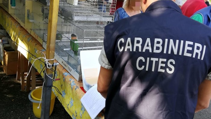 Operazione “L’Anello Mancante”: sequestrati dai Carabinieri Forestali oltre 2.500 esemplari e denunciate 104 persone Operazione “L’Anello Mancante”: sequestrati dai Carabinieri Forestali oltre 2.500 esemplari e denunciate 104 persone