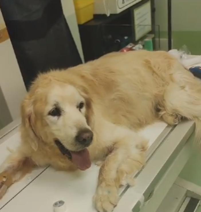 Bordighera, golden retriever salvato da Ambulanze Veterinarie Odv: i ringraziamenti della proprietaria (Foto)
