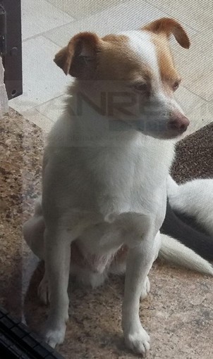 Sanremo: smarrito in Valle Armea il cane meticcio nella foto, l'appello dei proprietari per ritrovarlo