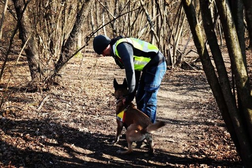 Cervo: domenica scorsa al Parco del Ciapà la prova di operatività per cani da ricerca e soccorso Cervo: domenica scorsa al Parco del Ciapà la prova di operatività per cani da ricerca e soccorso