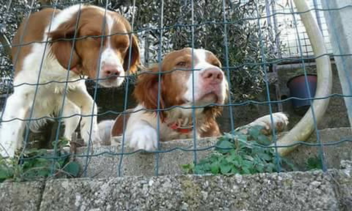 Ceriana: le due cagnoline nella foto sono fuggite mercoledì scorso, l'appello dei proprietari