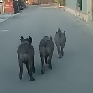 Seborga: tre cinghiali a spasso sulla strada principale, le immagini girate dall'auto e pubblicate sui social (Foto e Video)