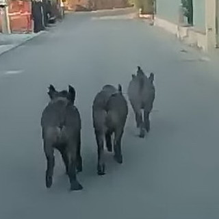 Seborga: tre cinghiali a spasso sulla strada principale, le immagini girate dall'auto e pubblicate sui social (Foto e Video) Seborga: tre cinghiali a spasso sulla strada principale, le immagini girate dall'auto e pubblicate sui social (Foto e Video)