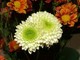 Sanremo, il 4 novembre seminario della Florcoop sui risultati ottenuti sulle varietà di crisantemo Sanremo, il 4 novembre seminario della Florcoop sui risultati ottenuti sulle varietà di crisantemo