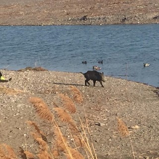 Un cinghiale qualche tempo fa alla foce del Nervia Un cinghiale qualche tempo fa alla foce del Nervia