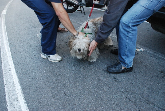 Sanremo: cane abbandonato in via Caduti del Lavoro, le indicazioni di una lettrice