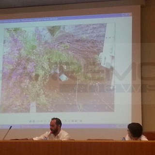 Ventimiglia: ieri sera consiglio comunale 'caldo' sul taglio dei pini, respinta la mozione contro l'Assessore Campagna Ventimiglia: ieri sera consiglio comunale 'caldo' sul taglio dei pini, respinta la mozione contro l'Assessore Campagna