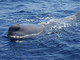 Giornata Mondiale degli Oceani, a Sanremo una conferenza su ambiente e sviluppo Giornata Mondiale degli Oceani, a Sanremo una conferenza su ambiente e sviluppo