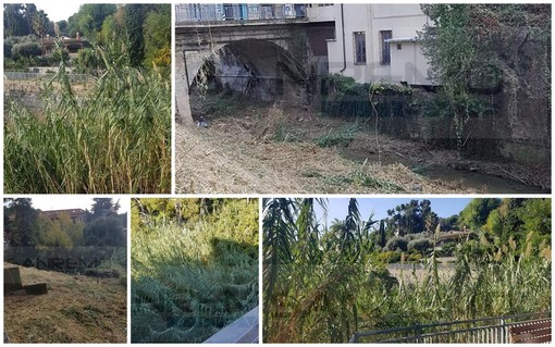 Ventimiglia: il rio Latte era invaso da un vero e proprio 'canneto', intervento degli operai comunali (Foto) Ventimiglia: il rio Latte era invaso da un vero e proprio 'canneto', intervento degli operai comunali (Foto)