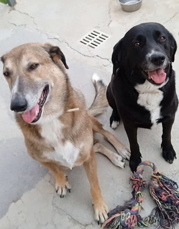 Sanremo: due cani scappati da martedì scorso nella zona di Gozo, l'appello dei proprietari (Foto)