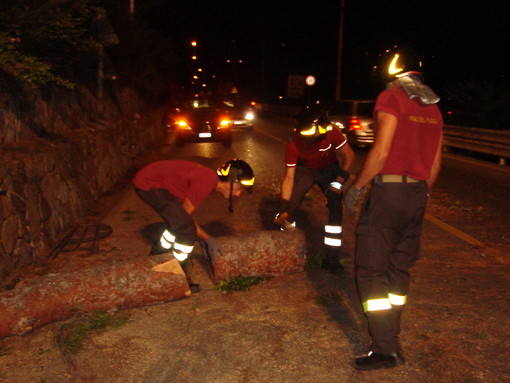 San Lorenzo al Mare: cade un albero su un'auto sull'Aurelia, 60enne sotto shock San Lorenzo al Mare: cade un albero su un'auto sull'Aurelia, 60enne sotto shock