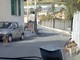 Sanremo: due cani liberi nella zona di San Pietro e della Madonna della Costa, l'allarme dei residenti (Foto)
