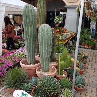 Vorresti un bel giardino o un terrazzo ricco di colori ma non hai tempo? Scopri il mondo dei cactus e e delle succulente con AG Sanremo