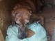 Bajardo: recuperato grazie ai Vigili del Fuoco il cane che era finito ieri in un canalone (Foto)