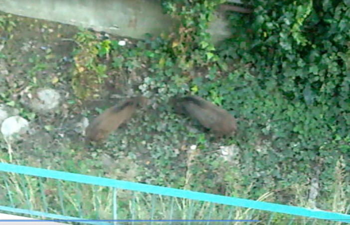 I cinghiali nel giardino della nostra lettrice