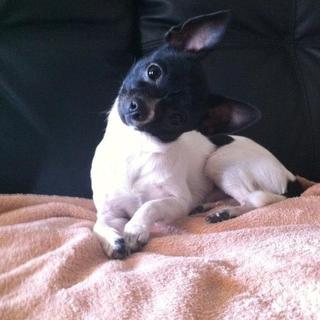 Arma di Taggia: smarrito in via San Francesco Chiwawa bianco e nero, l'appello della proprietaria