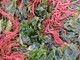 Sea Moss, dal mare una ricchezza alimentare e di bellezza