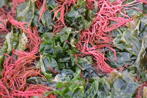 Sea Moss, dal mare una ricchezza alimentare e di bellezza Sea Moss, dal mare una ricchezza alimentare e di bellezza