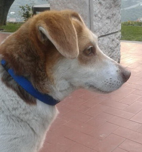 Sanremo: il cane ritrovato ieri a San Giacomo è tornato dai suoi padroni