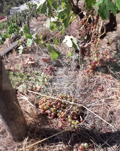 Soldano: i cinghiali devastano i vigneti di Rossese, dalla 'Poggi dell'Elmo' la richiesta di aiuto alle Istituzioni (Foto) Soldano: i cinghiali devastano i vigneti di Rossese, dalla 'Poggi dell'Elmo' la richiesta di aiuto alle Istituzioni (Foto)