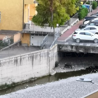 Dopo il cinghiale 'Carmelo' a Ventimiglia ecco che a Vallecrosia arriva 'Turiddu' insieme alla famigliola (Foto)