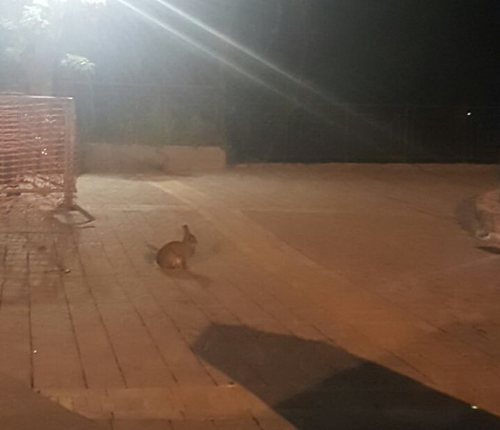 Seborga: dopo quella dei gatti ecco l'invasione dei 'conigli-lepre' sulla piazza principale (Foto) Seborga: dopo quella dei gatti ecco l'invasione dei 'conigli-lepre' sulla piazza principale (Foto)