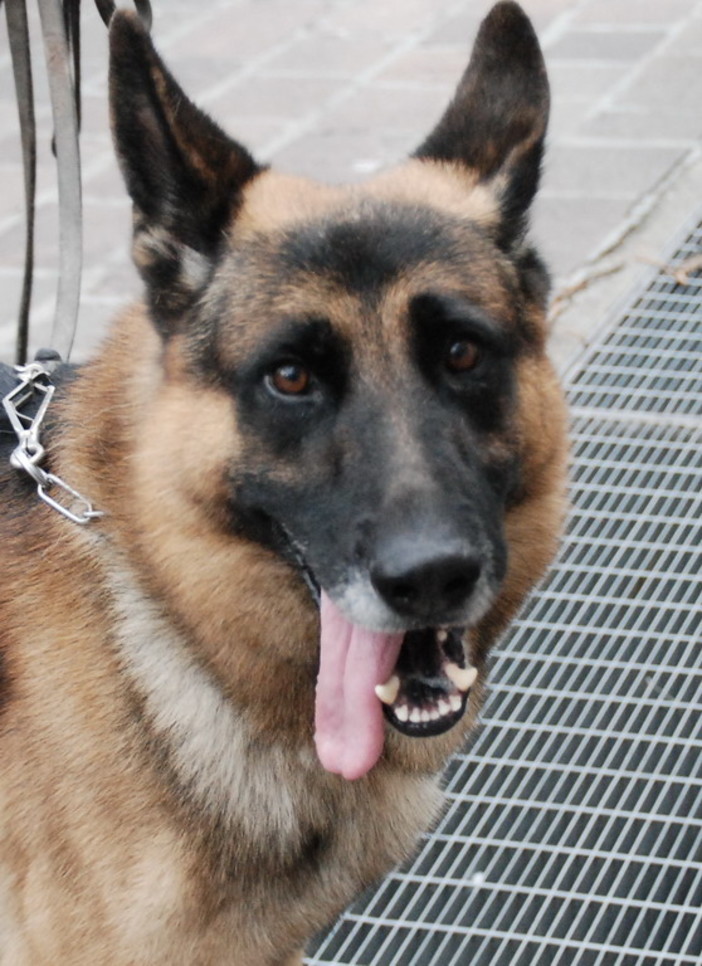 Diano Marina: iniziata la raccolta firme per ottenere una spiaggia attrezzata per cani