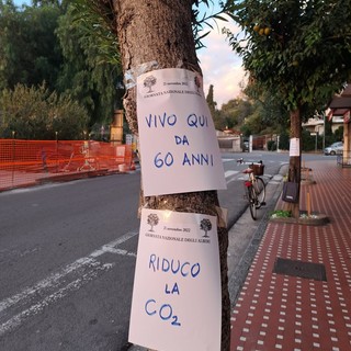 A Vallecrosia la protesta per l'abbattimento degli alberi in via Don Bosco A Vallecrosia la protesta per l'abbattimento degli alberi in via Don Bosco