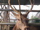 Cervo avrà in un cervo la sua mascotte: nella prossima primavera sarà ospitato nel Parco del Ciapà (Foto e Video)