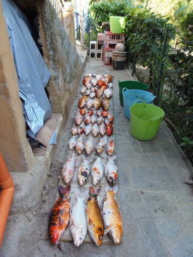 I pesci Carpa Koi trovati oggi morti I pesci Carpa Koi trovati oggi morti