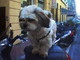 Ventimiglia: smarrito ieri mattina il cagnolino 'Chicco', l'appello dei proprietari Ventimiglia: smarrito ieri mattina il cagnolino 'Chicco', l'appello dei proprietari