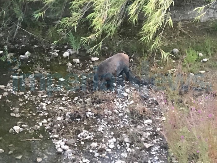 Imperia: i cinghiali sempre più vicini alle città, questa mattina alla ricerca di cibo sull'Impero (Foto) Imperia: i cinghiali sempre più vicini alle città, questa mattina alla ricerca di cibo sull'Impero (Foto)